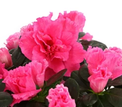 Zimmerazalee - Rhododendron simsii, Stämmchen, verschiedene Farben