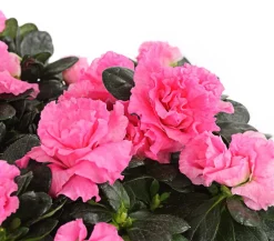 Zimmerazalee - Rhododendron simsii, Stämmchen, verschiedene Farben