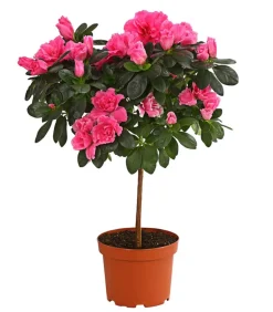 Zimmerazalee - Rhododendron simsii, Stämmchen, verschiedene Farben