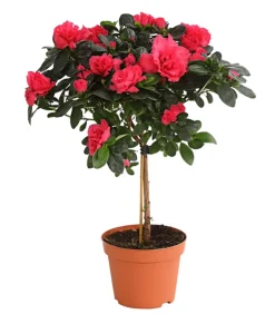 Zimmerazalee - Rhododendron simsii, Stämmchen, verschiedene Farben