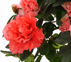 Zimmerazalee - Rhododendron simsii, Busch, verschiedene Farben