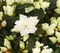 Zimmerazalee - Rhododendron simsii, Busch, verschiedene Farben