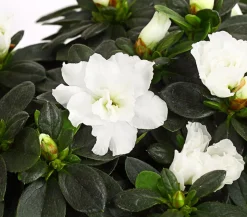 Zimmerazalee - Rhododendron simsii, Busch, verschiedene Farben