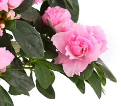 Zimmerazalee - Rhododendron simsii, Busch, verschiedene Farben