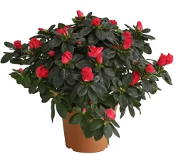 Zimmerazalee - Rhododendron simsii, Busch, verschiedene Farben