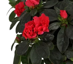 Zimmerazalee - Rhododendron simsii, Busch, verschiedene Farben