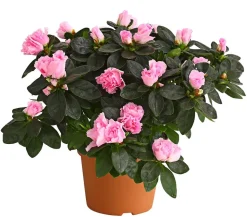 Zimmerazalee - Rhododendron simsii, Busch, verschiedene Farben