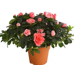 Zimmerazalee - Rhododendron simsii, Busch, verschiedene Farben