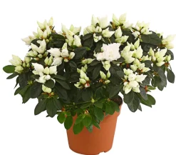 Zimmerazalee - Rhododendron simsii, Busch, verschiedene Farben