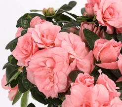 Zimmerazalee - Rhododendron simsii 'Rosalea'
