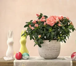 Zimmerazalee - Rhododendron simsii 'Rosalea'