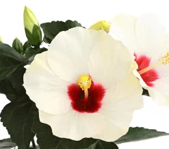 Zimmerhibiskus - Hibiscus rosa-sinensis 'HibisQs®'