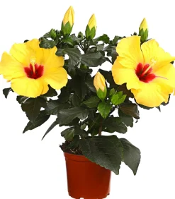 Zimmerhibiskus - Hibiscus rosa-sinensis 'HibisQs®'