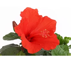 Zimmerhibiskus - Hibiscus rosa-sinensis, Stämmchen, verschiedene Farben