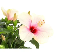 Zimmerhibiskus - Hibiscus rosa-sinensis, Stämmchen, verschiedene Farben