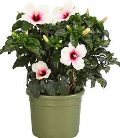 Zimmerhibiskus - Hibiscus rosa-sinensis, verschiedene Farben