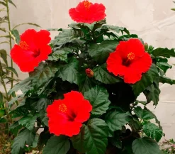 Zimmerhibiskus - Hibiscus rosa-sinensis, Stämmchen, verschiedene Farben