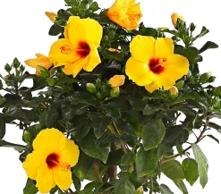 Zimmerhibiskus - Hibiscus rosa-sinensis, Stämmchen, verschiedene Farben