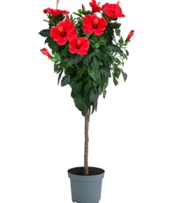 Zimmerhibiskus - Hibiscus rosa-sinensis, Stämmchen, verschiedene Farben
