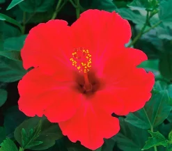 Zimmerhibiskus - Hibiscus rosa-sinensis, Stämmchen, verschiedene Farben