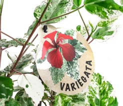 Zimmerhibiskus - Hibiscus rosa-sinensis 'Variegata', panaschiert