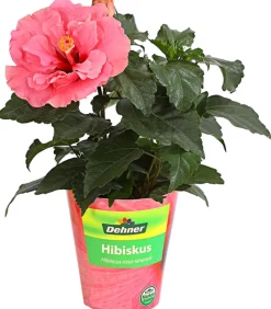 Zimmerhibiskus - Hibiscus rosa-sinensis, gefüllt, verschiedene Farben