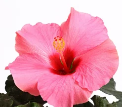 Zimmerhibiskus - Hibiscus rosa-sinensis 'HibisQs®'