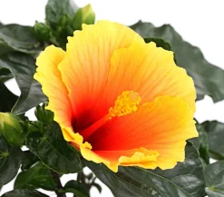 Zimmerhibiskus - Hibiscus rosa-sinensis 'HibisQs®'