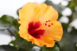 Zimmerhibiskus - Hibiscus rosa-sinensis 'HibisQs® Petit Orange'