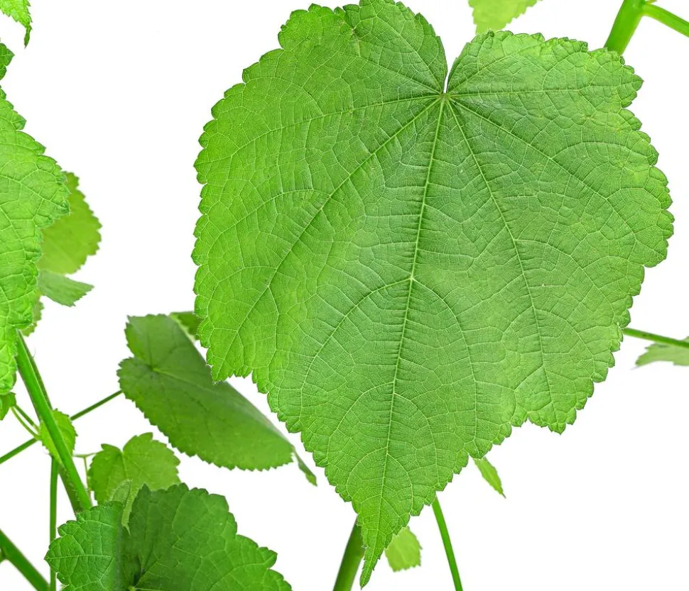 Zimmerlinde - Sparmannia africana