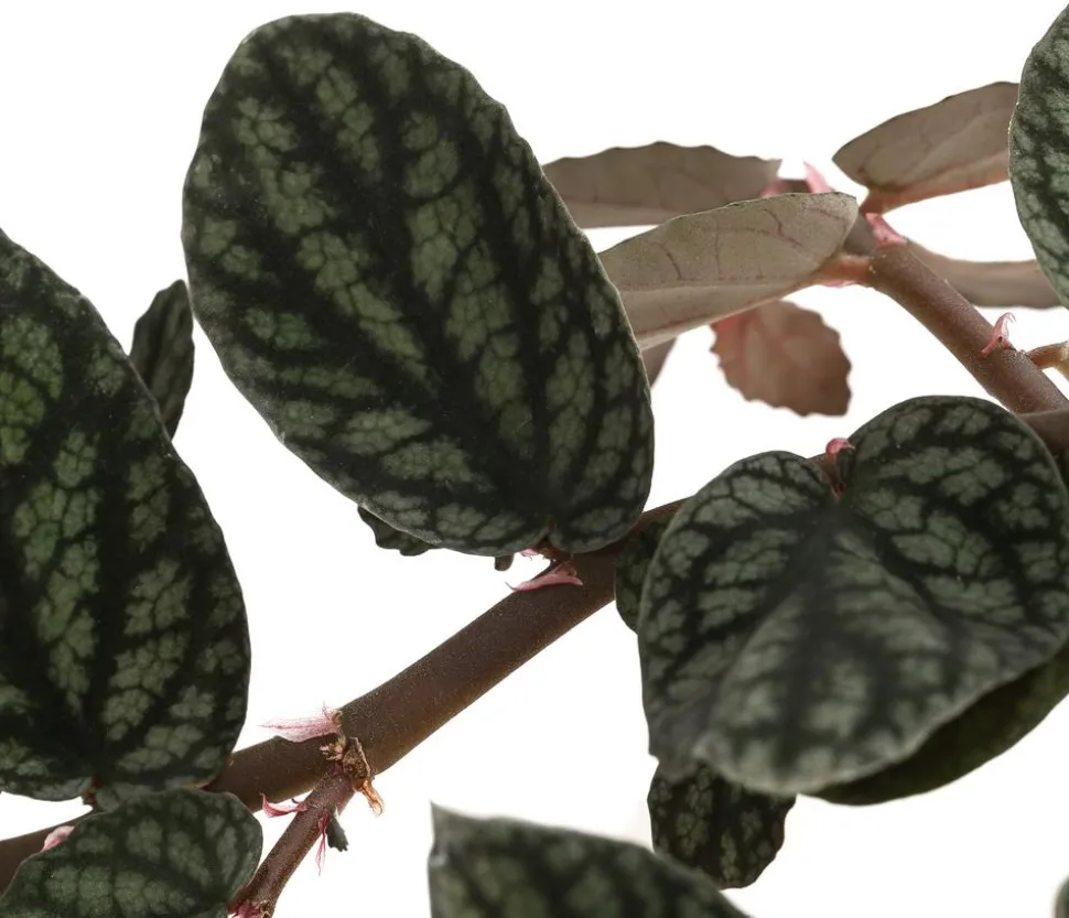 Zimmernessel - Pellionia repens