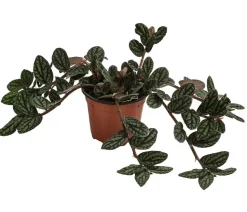 Zimmernessel - Pellionia repens