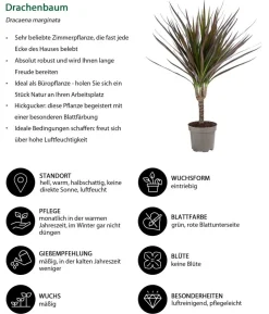Zimmerpflanzen-Set Drachenhöhle, 4-teilig