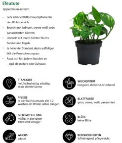 Zimmerpflanzen-Set Drei Höhen, 3-teilig
