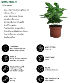 Zimmerpflanzen-Set Drei Höhen, 3-teilig