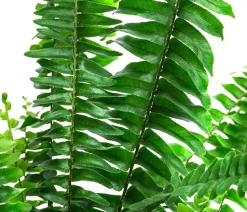 Zimmerpflanzen-Set Tief Durchatmen, 3-teilig