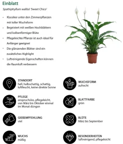 Zimmerpflanzen-Set Tief Durchatmen, 3-teilig