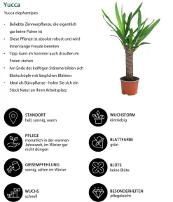 Zimmerpflanzen-Set Tropical, 5-teilig