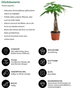 Zimmerpflanzen-Set Tropical, 5-teilig