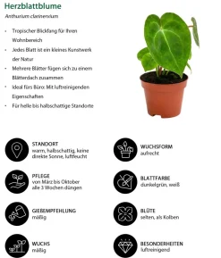 Zimmerpflanzen-Set Urban Jungle, 3-teilig