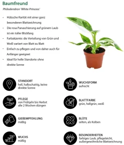Zimmerpflanzen-Set Urban Jungle, 3-teilig
