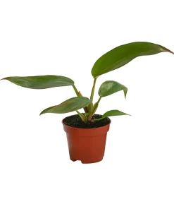 Zimmerpflanzen-Set Urban Jungle, 3-teilig
