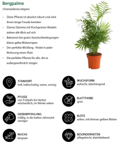 Zimmerpflanzen-Set Badezimmer, 3-teilig
