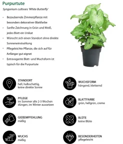 Zimmerpflanzen-Set Blattschmuck, 4-teilig