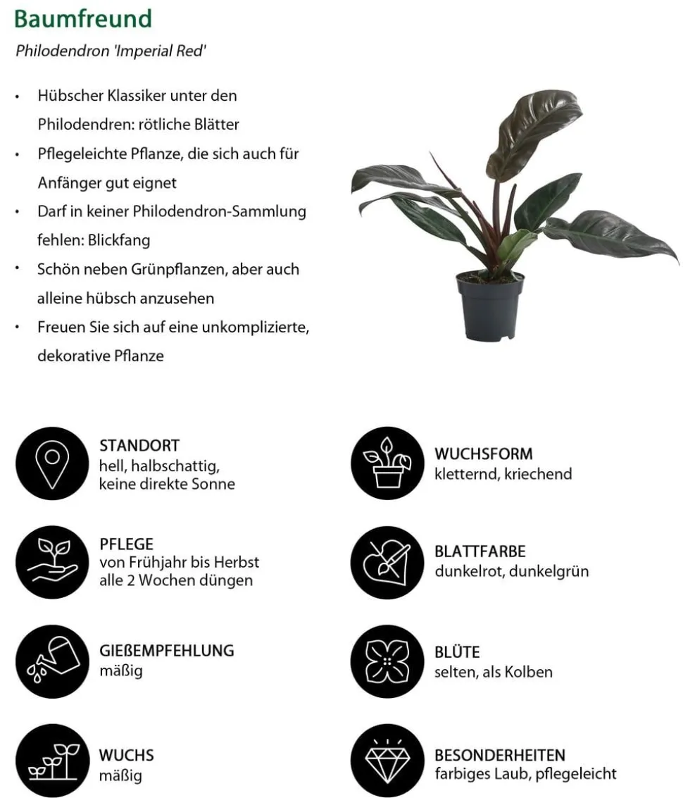 Zimmerpflanzen-Set Blattschmuck, 4-teilig