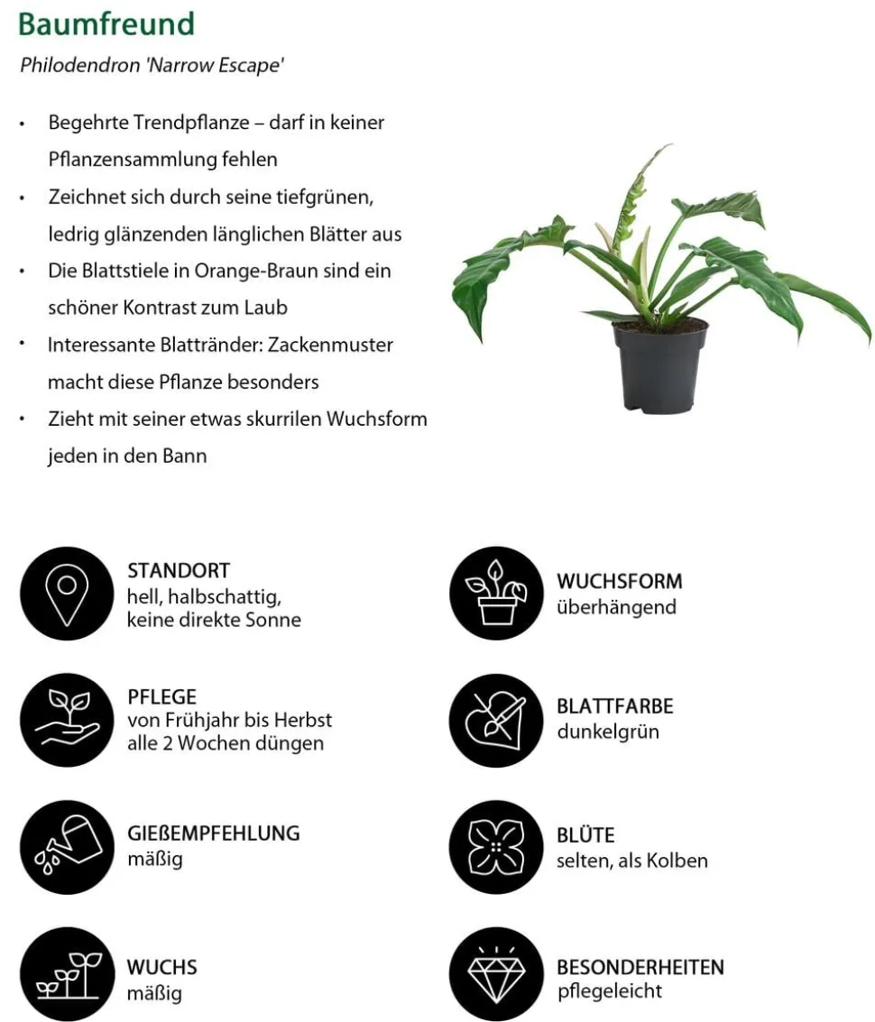 Zimmerpflanzen-Set Blattschmuck, 4-teilig
