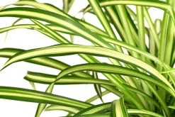 Zimmerpflanzen-Set Botanical Charm, 4-teilig