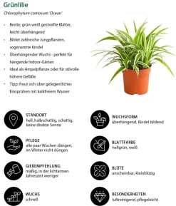 Zimmerpflanzen-Set Bunt, 5-teilig