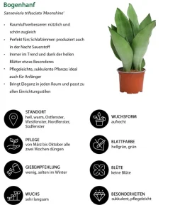 Zimmerpflanzen-Set Diamonds 4-teilig