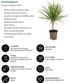 Zimmerpflanzen-Set Durchatmen, 4-teilig